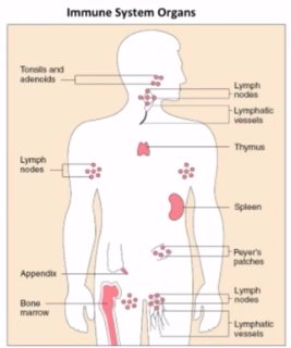 immuneSystem